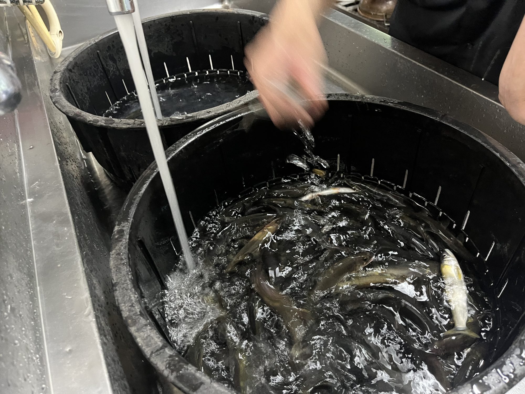 鮎、順調に。