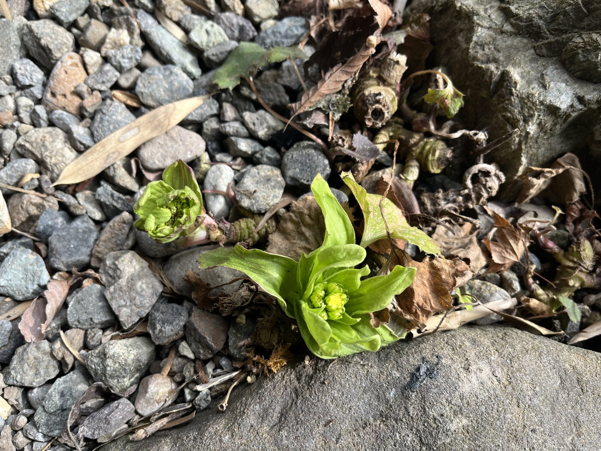 すっかり春らしく。